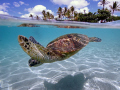 Turtle over/under, taken with Canon 20D W/10-22 MM lens in 8" dome port. 